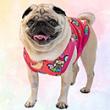 PUG MANIAタンクトップ(ピンク)