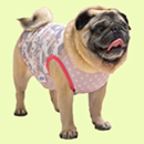 はなペチャクールタンクトップ(ピンク)