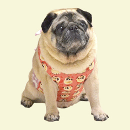 ラブリーパグクールエプロン