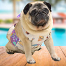 サマーバカンスPUGクールエプロン(ハート)