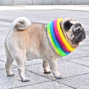 レインボースヌード