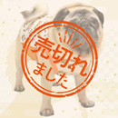 2026年干支タンクトップ午