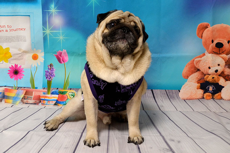 Blackタンクトップ Hanapecha Ya はなペチャ家